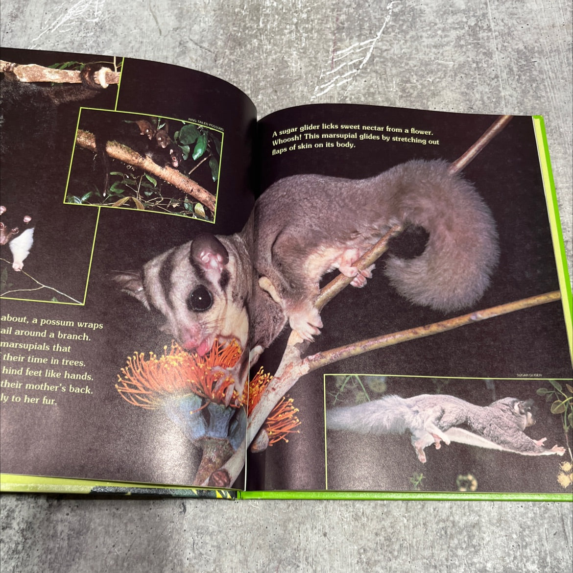 koalas and kangaroos strange animals of australia book, by toni eugene, 1981 Hardcover image 3