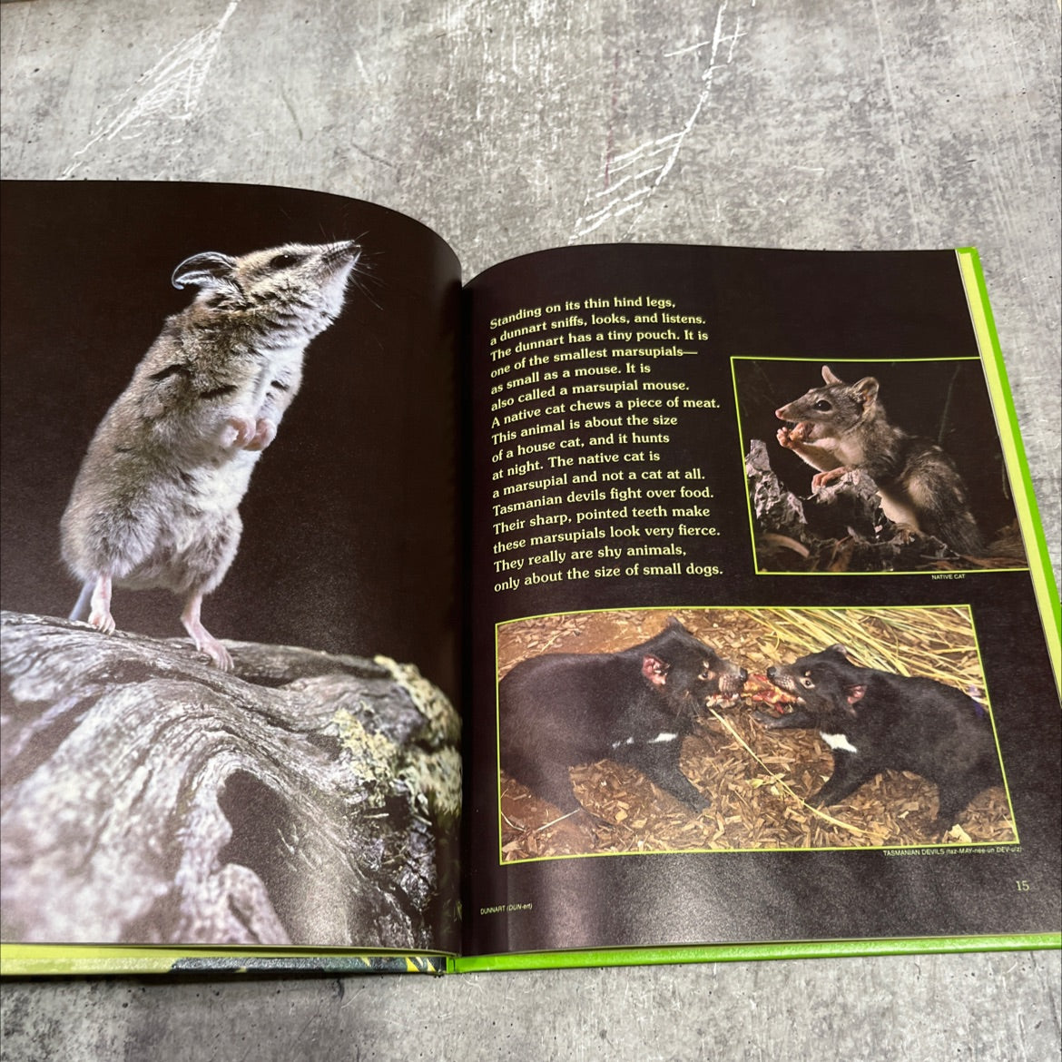 koalas and kangaroos strange animals of australia book, by toni eugene, 1981 Hardcover image 4