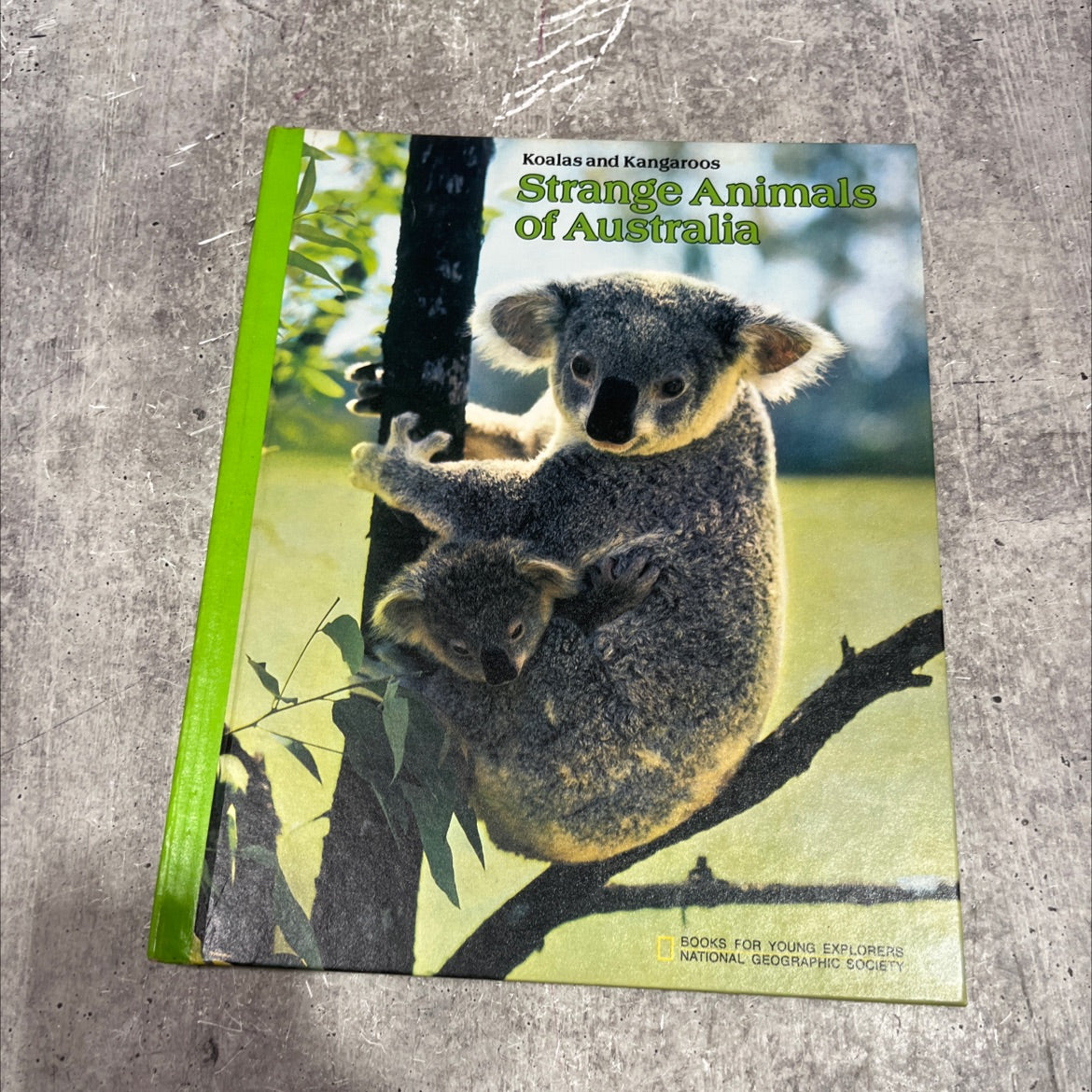 koalas and kangaroos strange animals of australia book, by toni eugene, 1981 Hardcover image 1