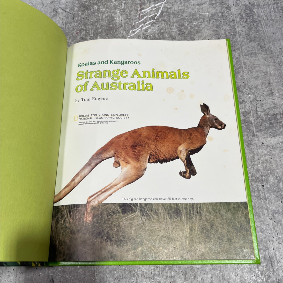 koalas and kangaroos strange animals of australia book, by toni eugene, 1981 Hardcover image 2