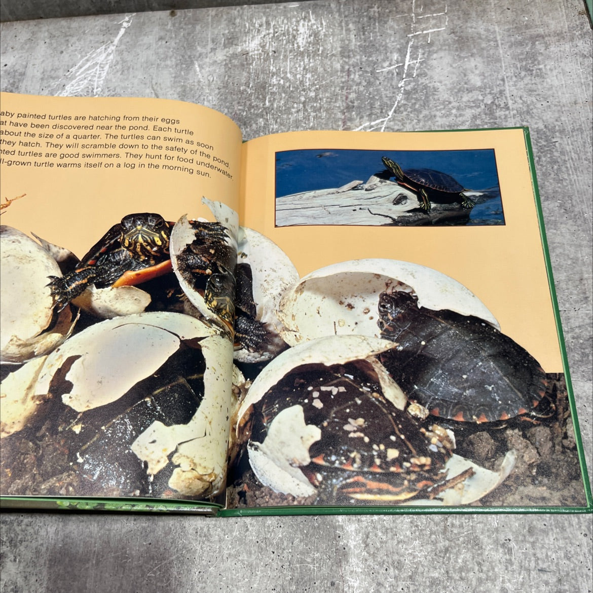 life in ponds and streams book, by William H. Amos, 1981 Hardcover image 3