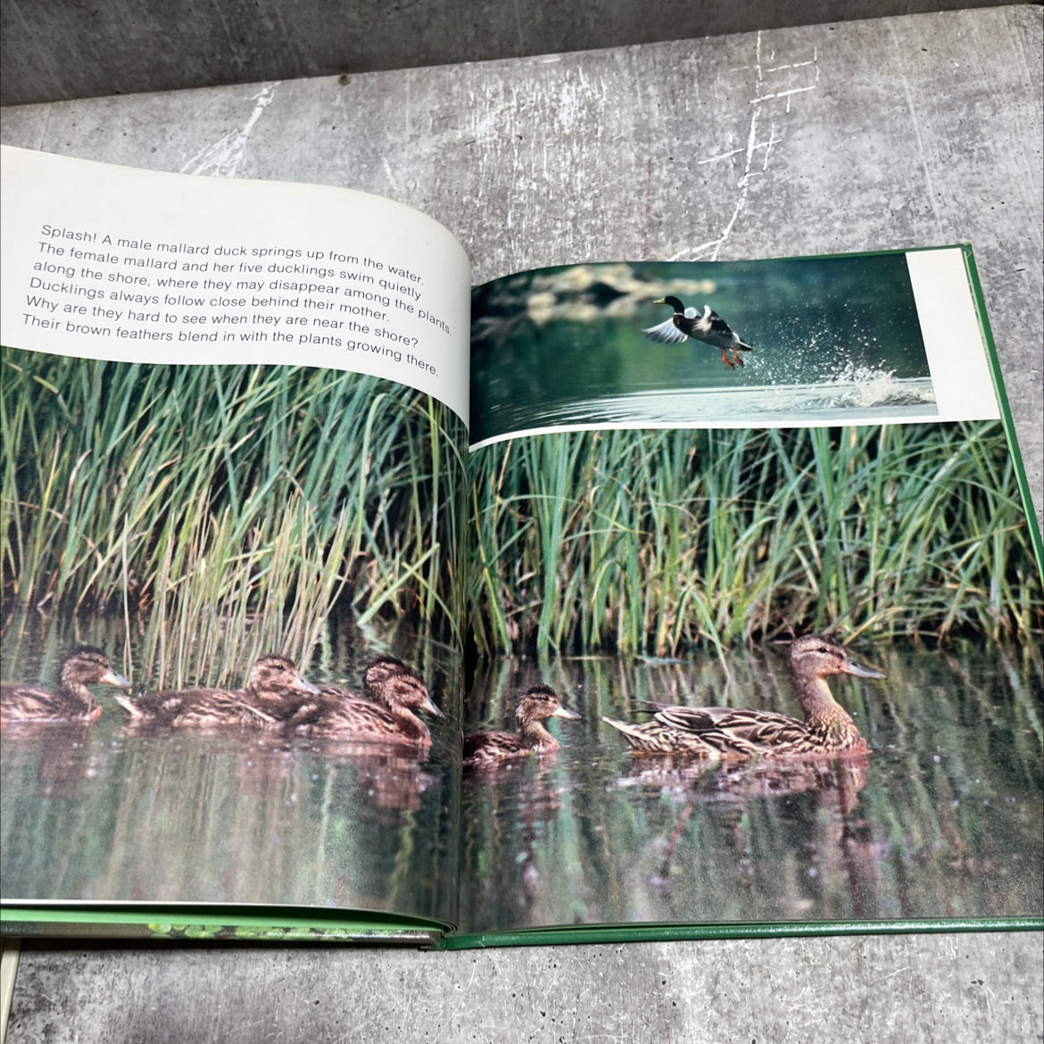life in ponds and streams book, by William H. Amos, 1981 Hardcover image 4