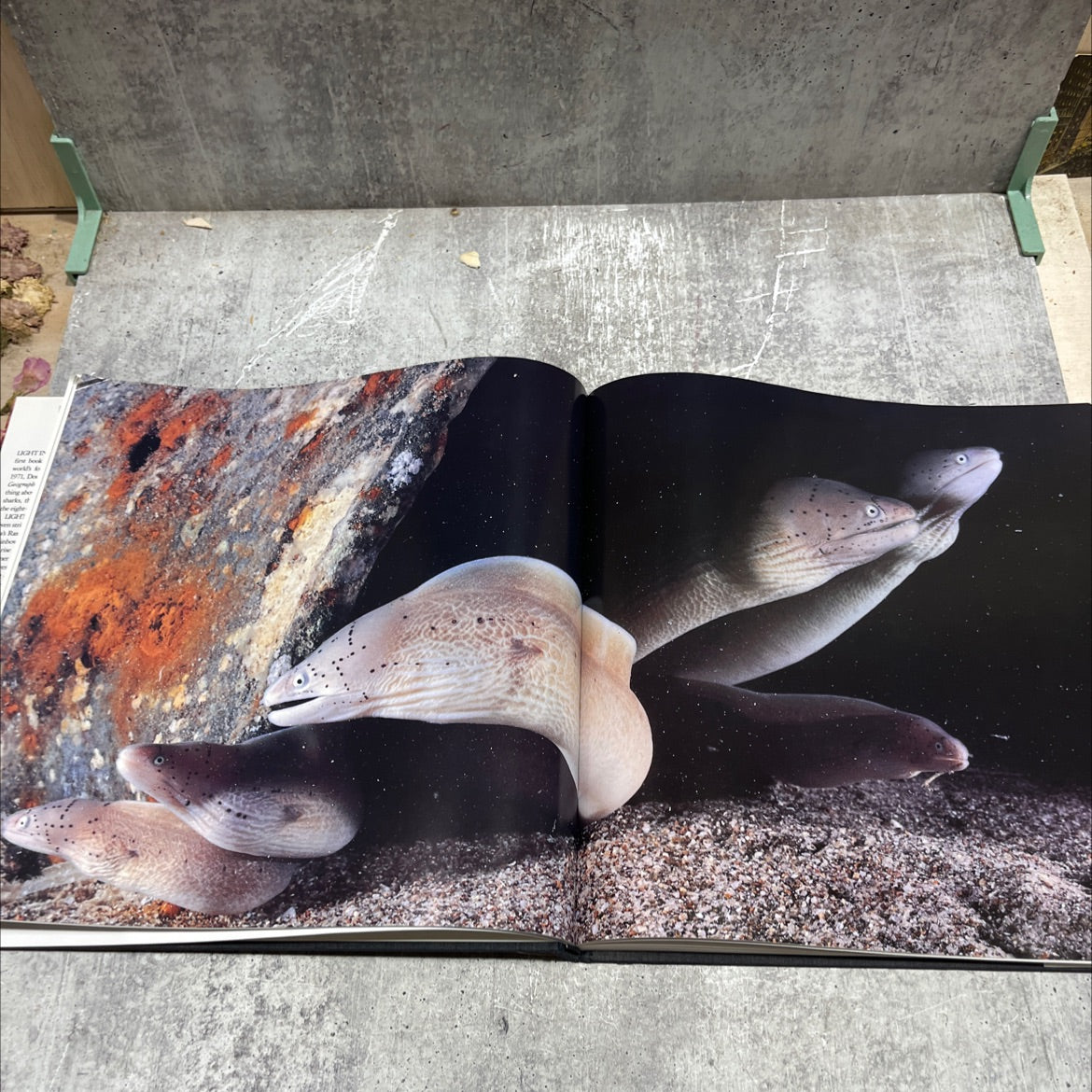 light in the sea book, by David Doubilet, 1989 Hardcover image 4