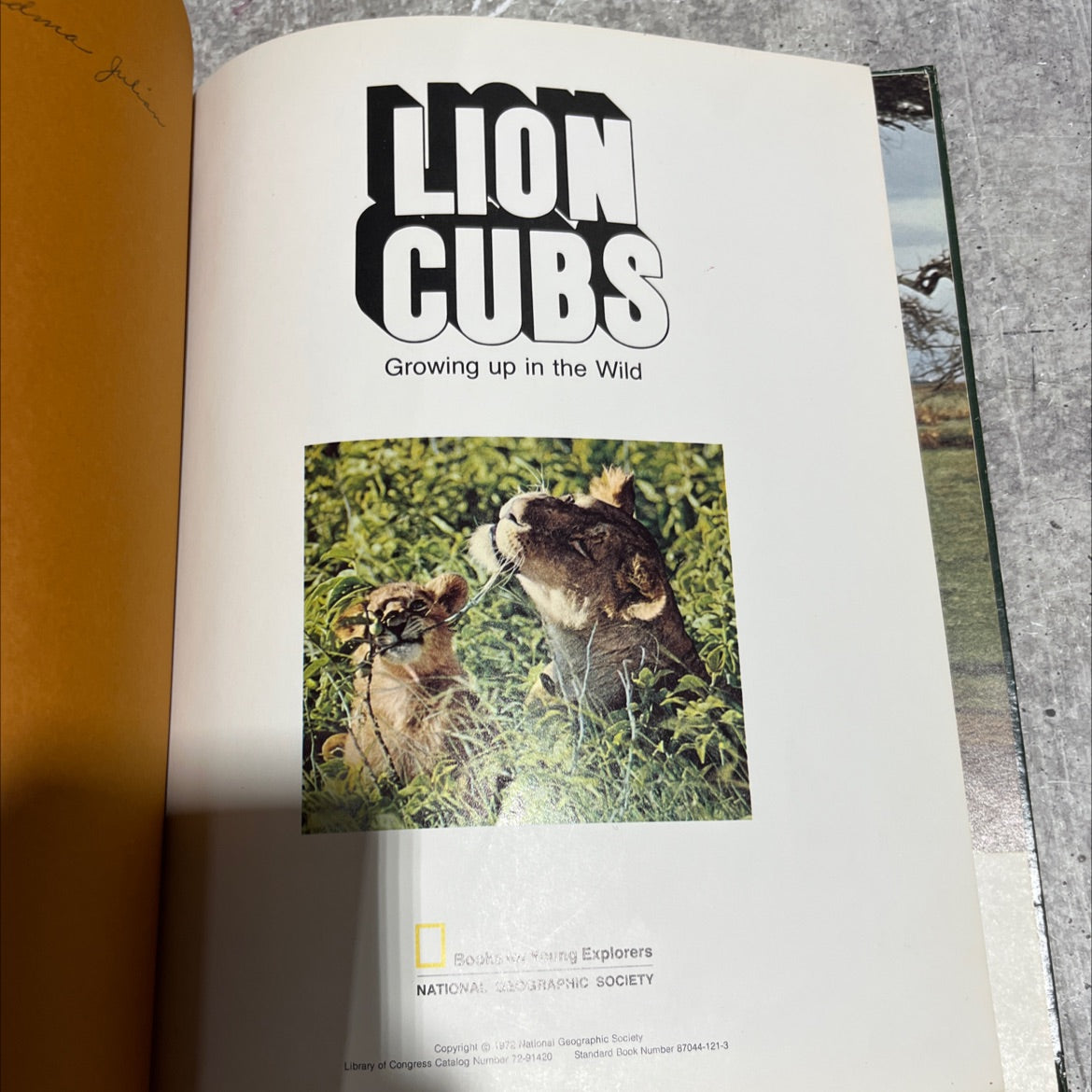 lion cubs growing up in the wild book, by Julian, 1972 Hardcover image 2
