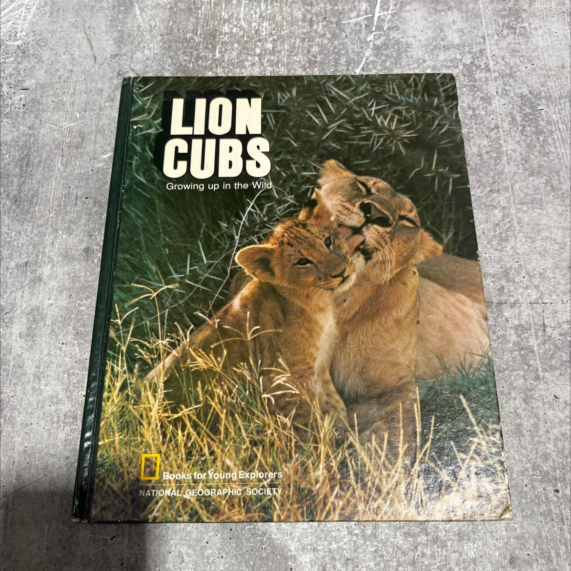 lion cubs growing up in the wild book, by Julian, 1972 Hardcover image 1