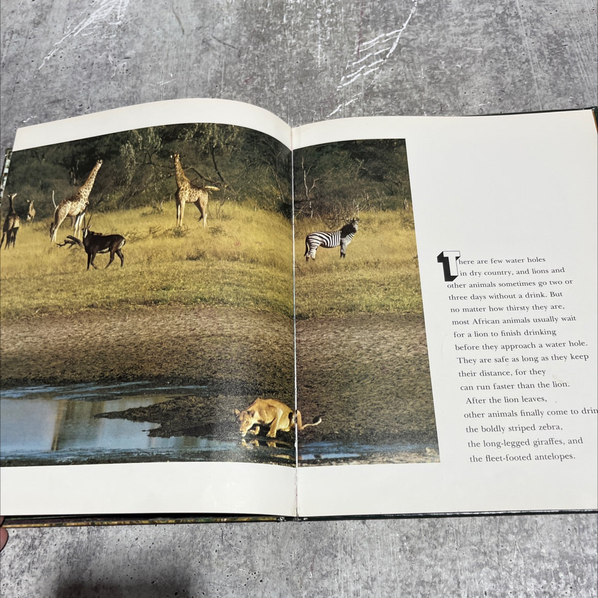 lion cubs growing up in the wild book, by Julian, 1972 Hardcover image 3