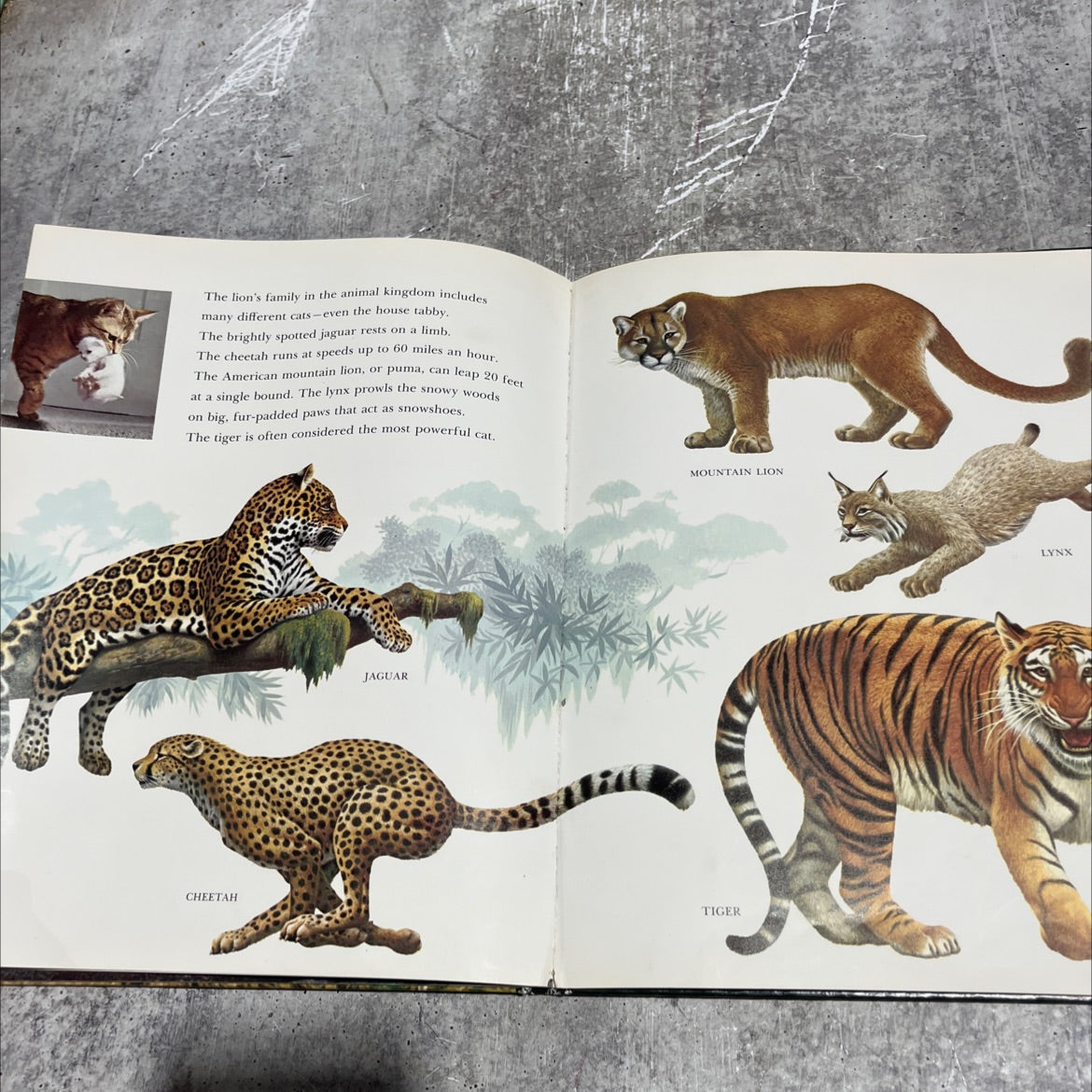 lion cubs growing up in the wild book, by Julian, 1972 Hardcover image 4