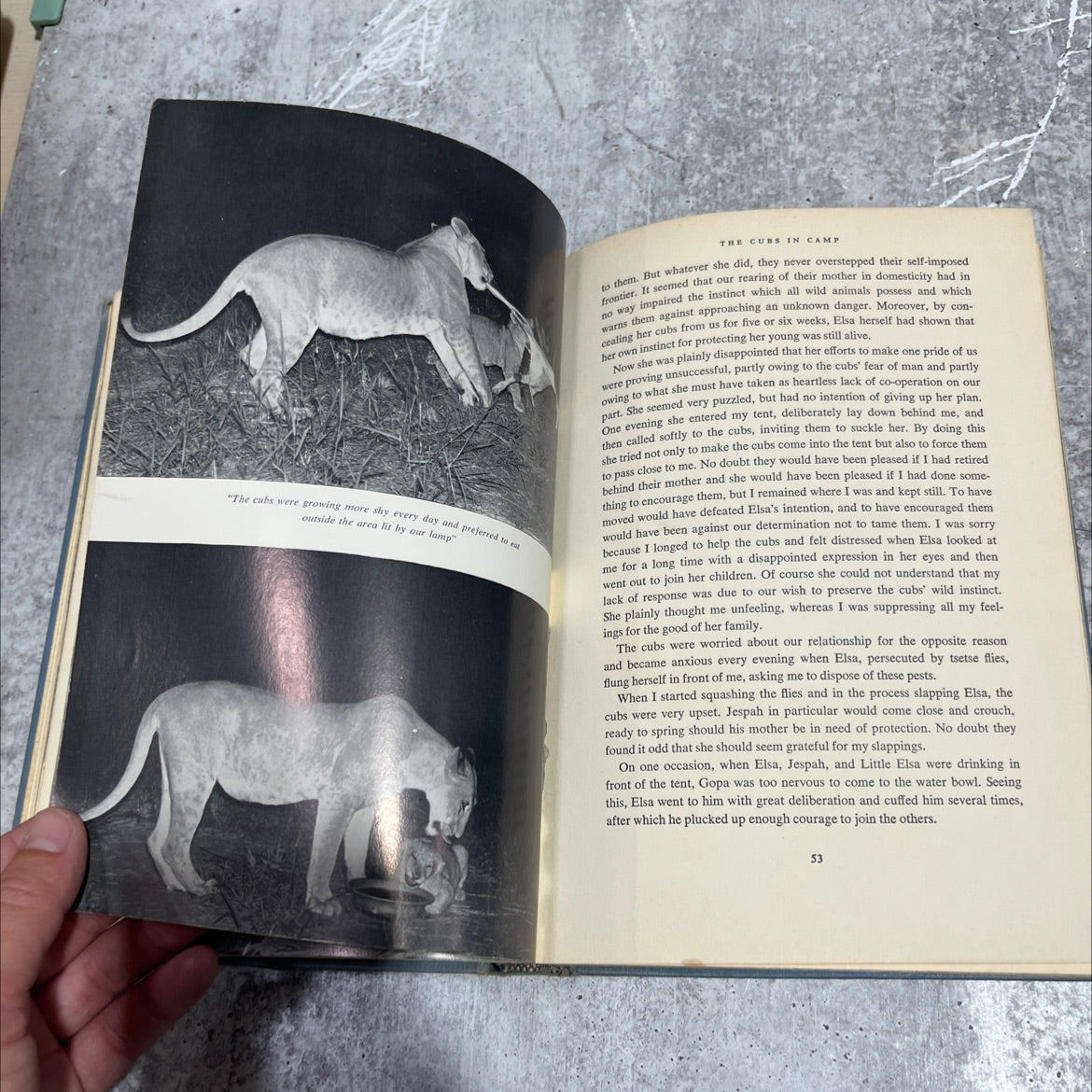 living free the story of elsa and her cubs book, by Joy Adamson, 1961 Hardcover image 4