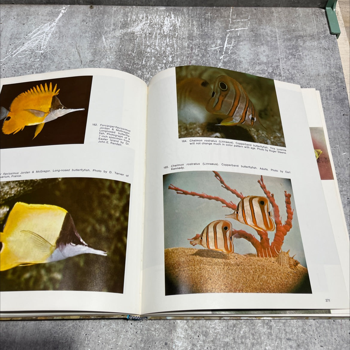 pacific marine fishes book, by warren burgess & dr. herbert r. axelrod, 1973 Hardcover image 4