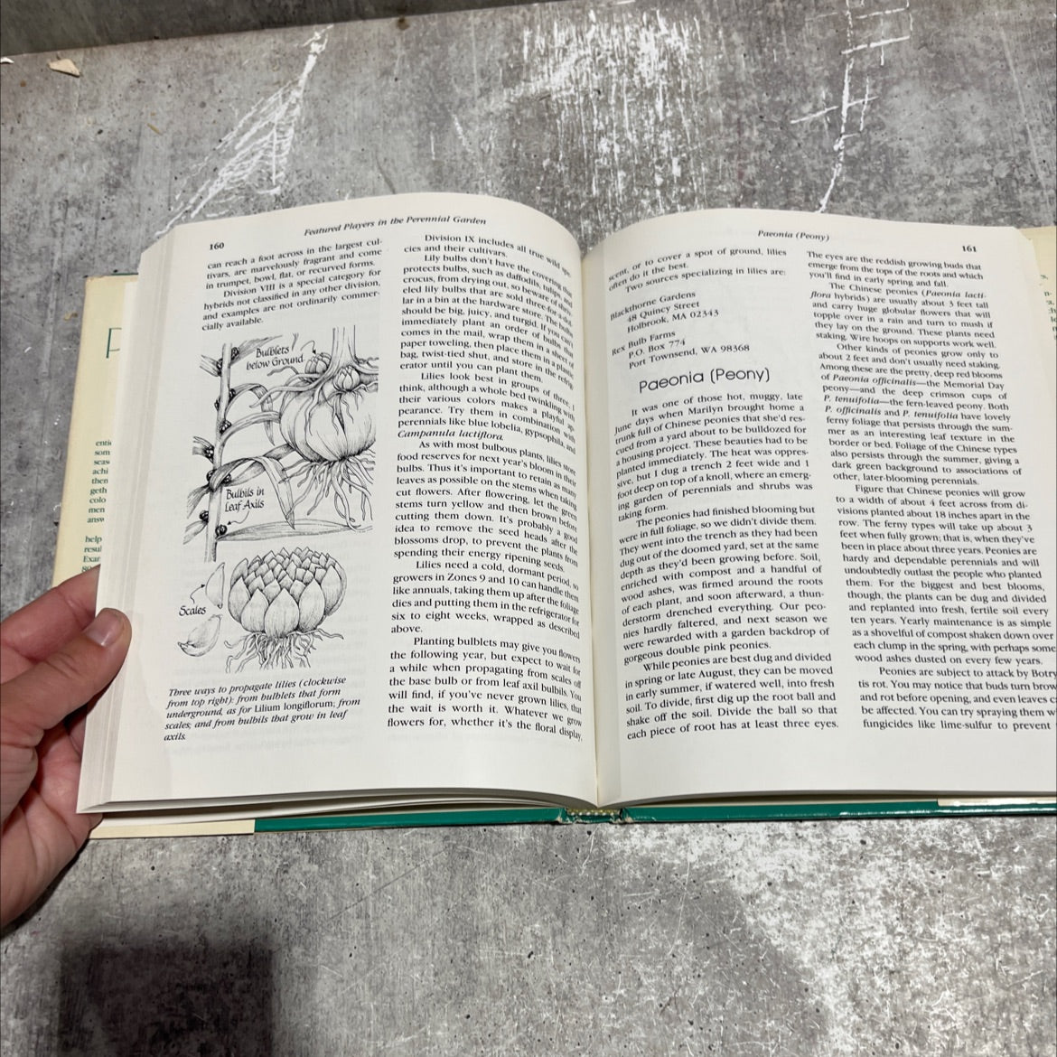 perennial garden book, by Jeff and Marilyn Cox, 1985 Hardcover image 4