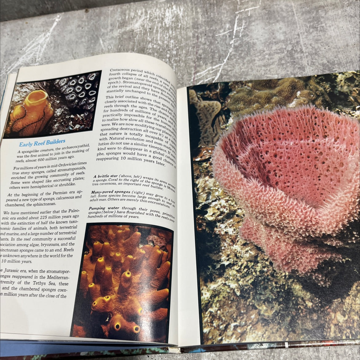 pharaohs of the sea book, by jacques-yves cousteau, 1975 Hardcover image 4