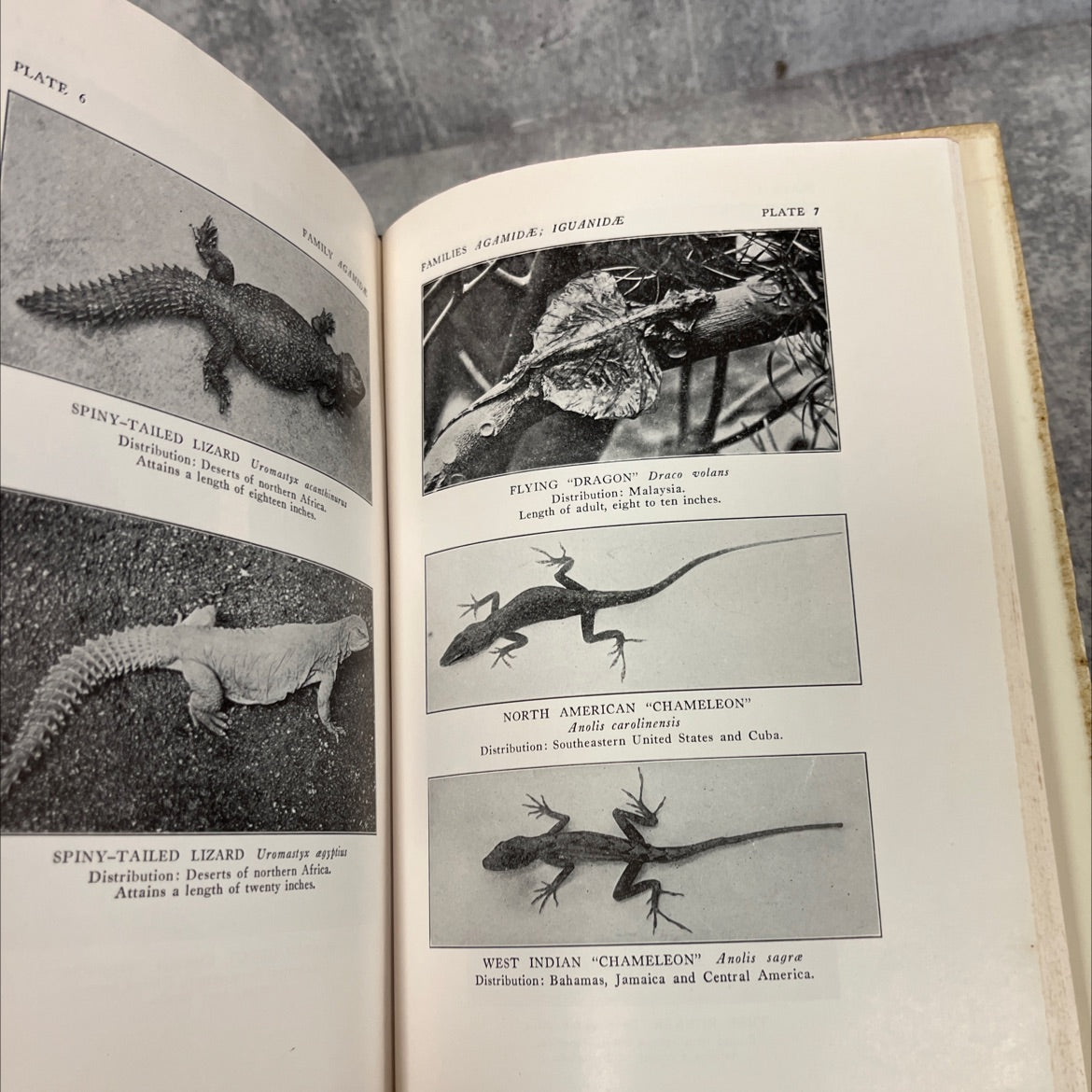reptiles of the world the crocodilians, lizards, snakes, turtles and tortoises of the eastern and western hemispheres image 4