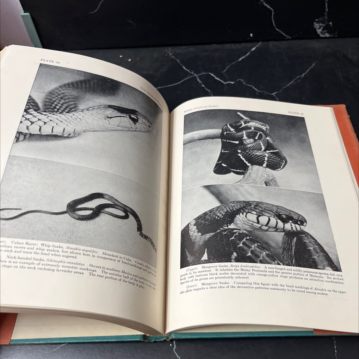 snakes of the world book, by raymond l. ditmars, 1949 Hardcover image 4