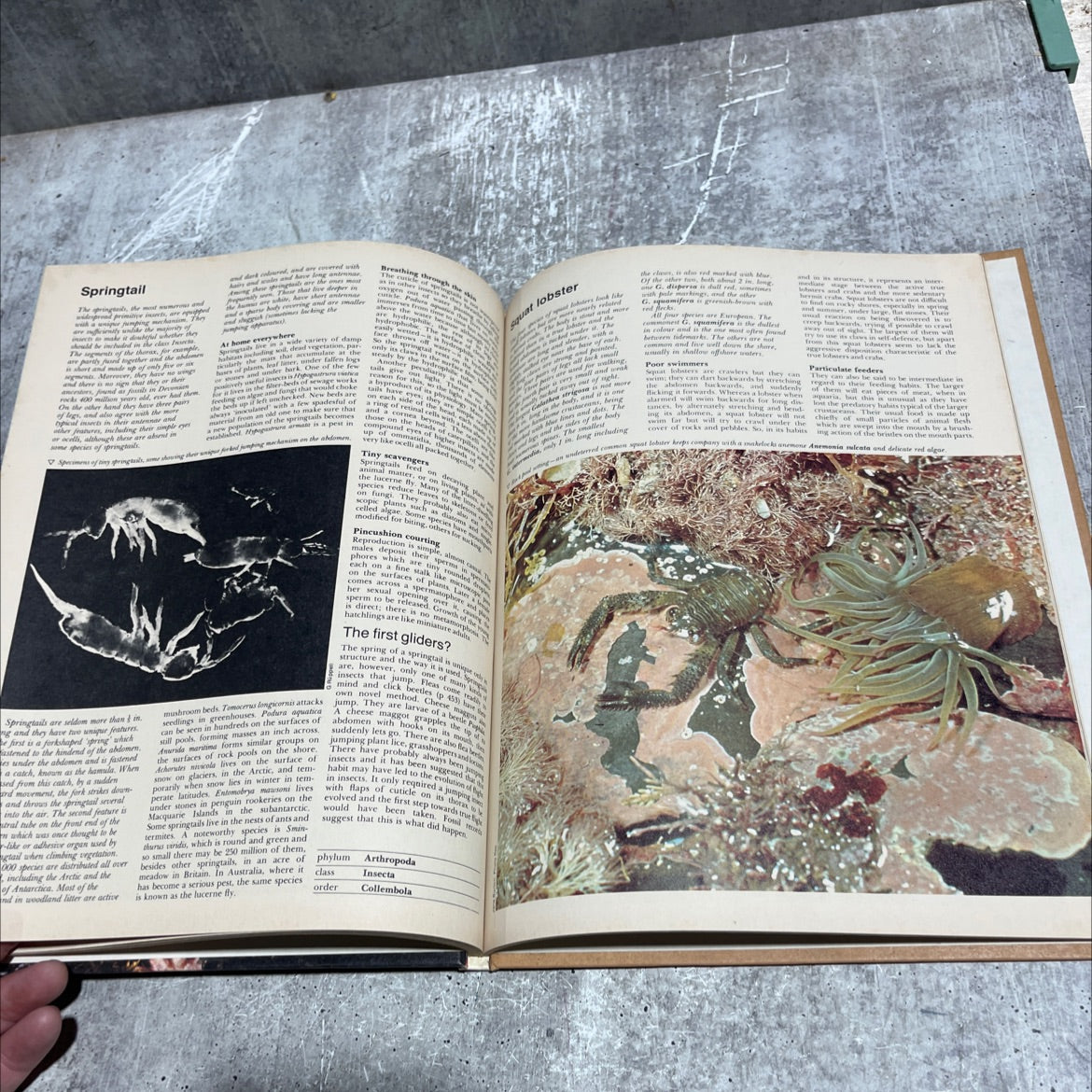stoat and sloth book, by unknown, 1974 Hardcover image 4