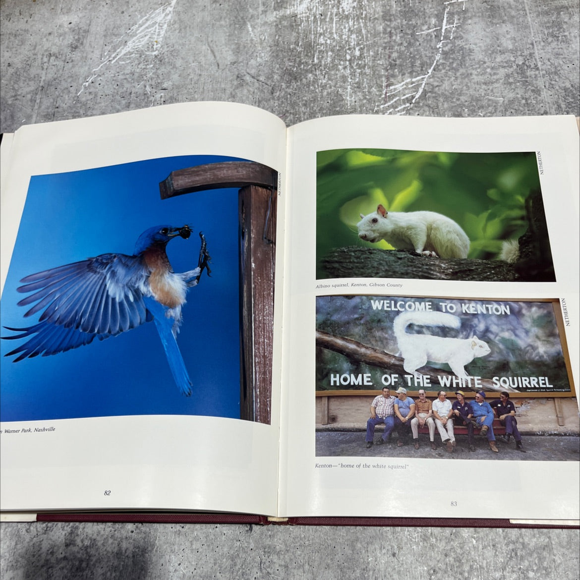 tennessee: a homecoming book, by fred alsop iii, john bobbitt, michael borum, john william coniglio, dean dixon, gerald image 4