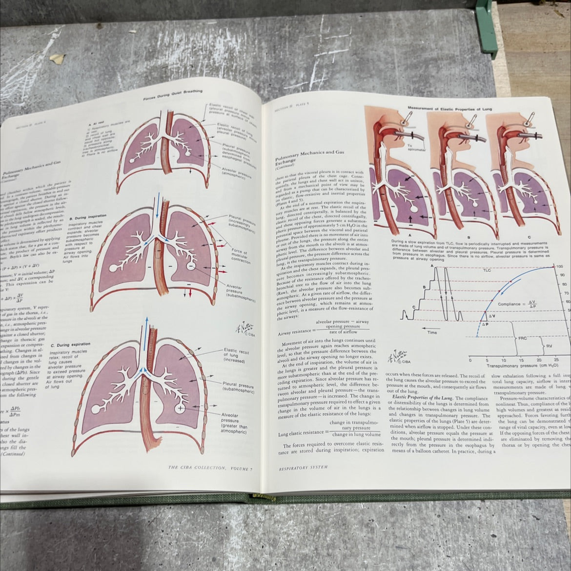 the ciba collection of medical illustrations volume 7 respiratory system book, by frank h. netter, m.d., 1979 Hardcover image 4