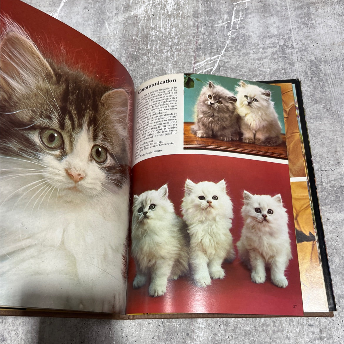 the color nature library cats book, by peggy wratten, 1978 Hardcover image 4