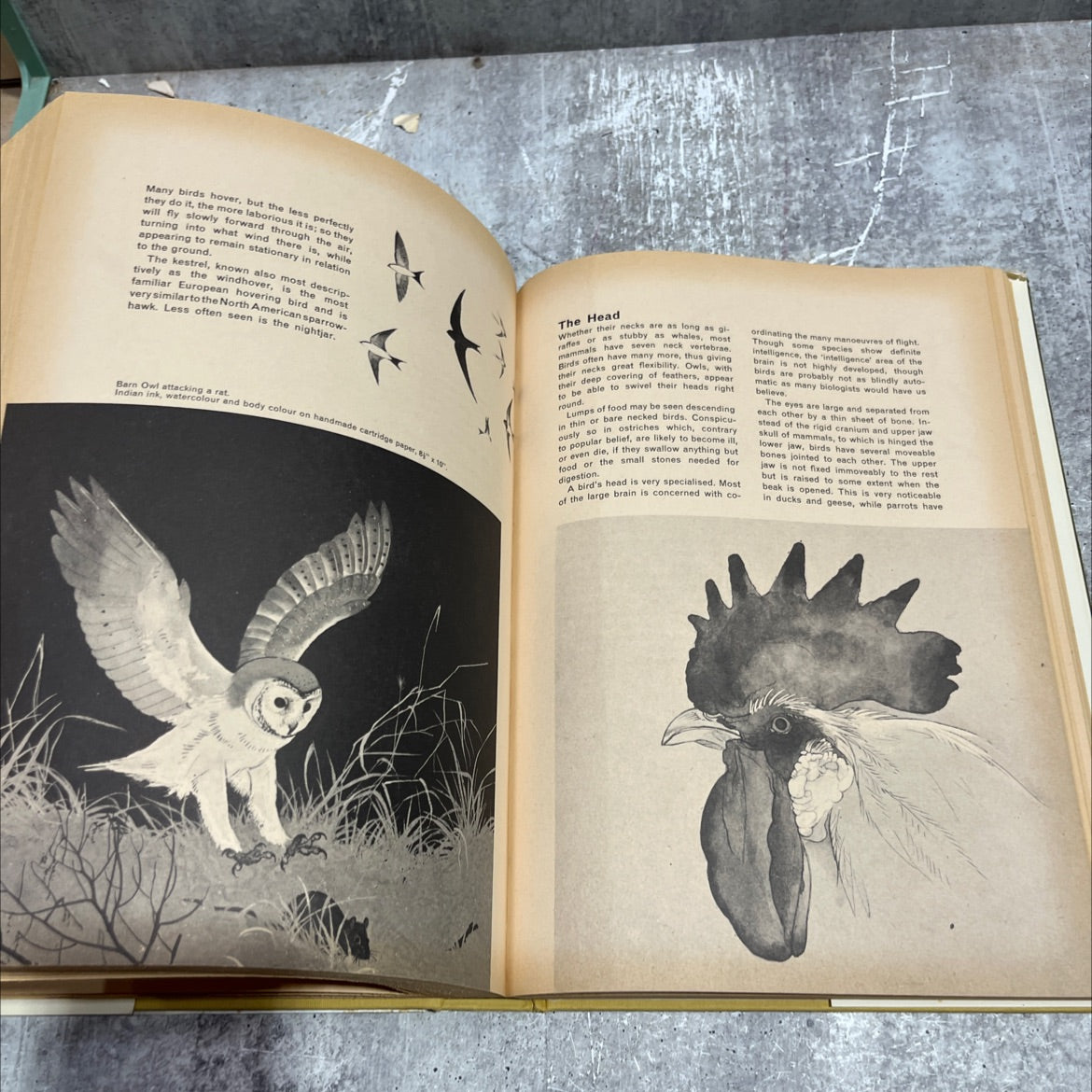 the complete drawing book book, by Peter Probyn, 1970 Hardcover image 4