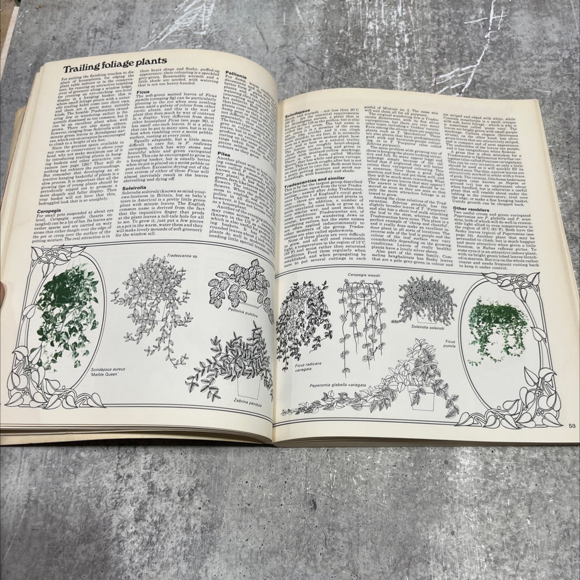 the complete indoor gardener book, by Michael Wright, 1974 Paperback image 4