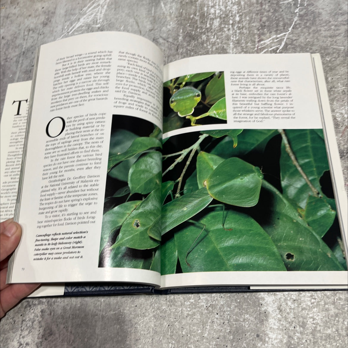 the emerald realm earth's precious rain forest book, by unknown, 1990 Hardcover image 4