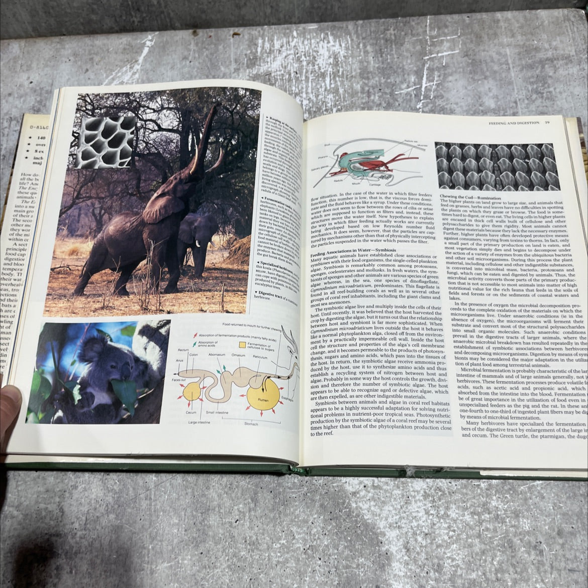 the encyclopedia of animal biology book, by professor r. mcneill alexander, 1989 Hardcover image 4