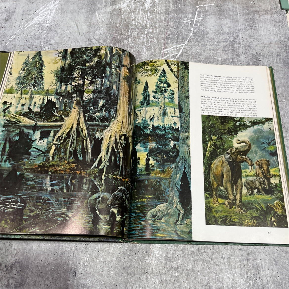 the forest book, by Peter Farb, 1967 Hardcover image 4