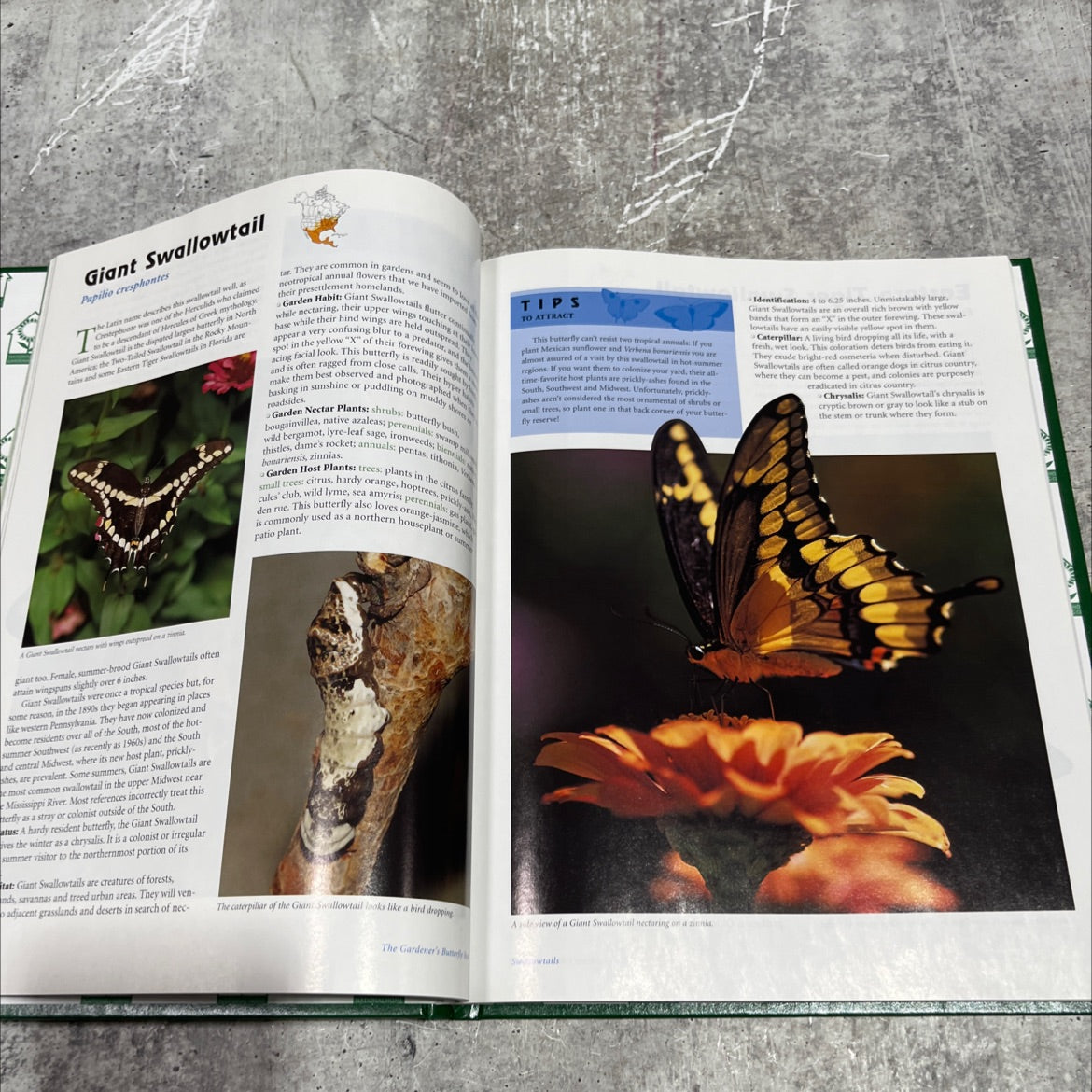 the gardener's butterfly book book, by Alan Branhagen, 2001 Hardcover image 4