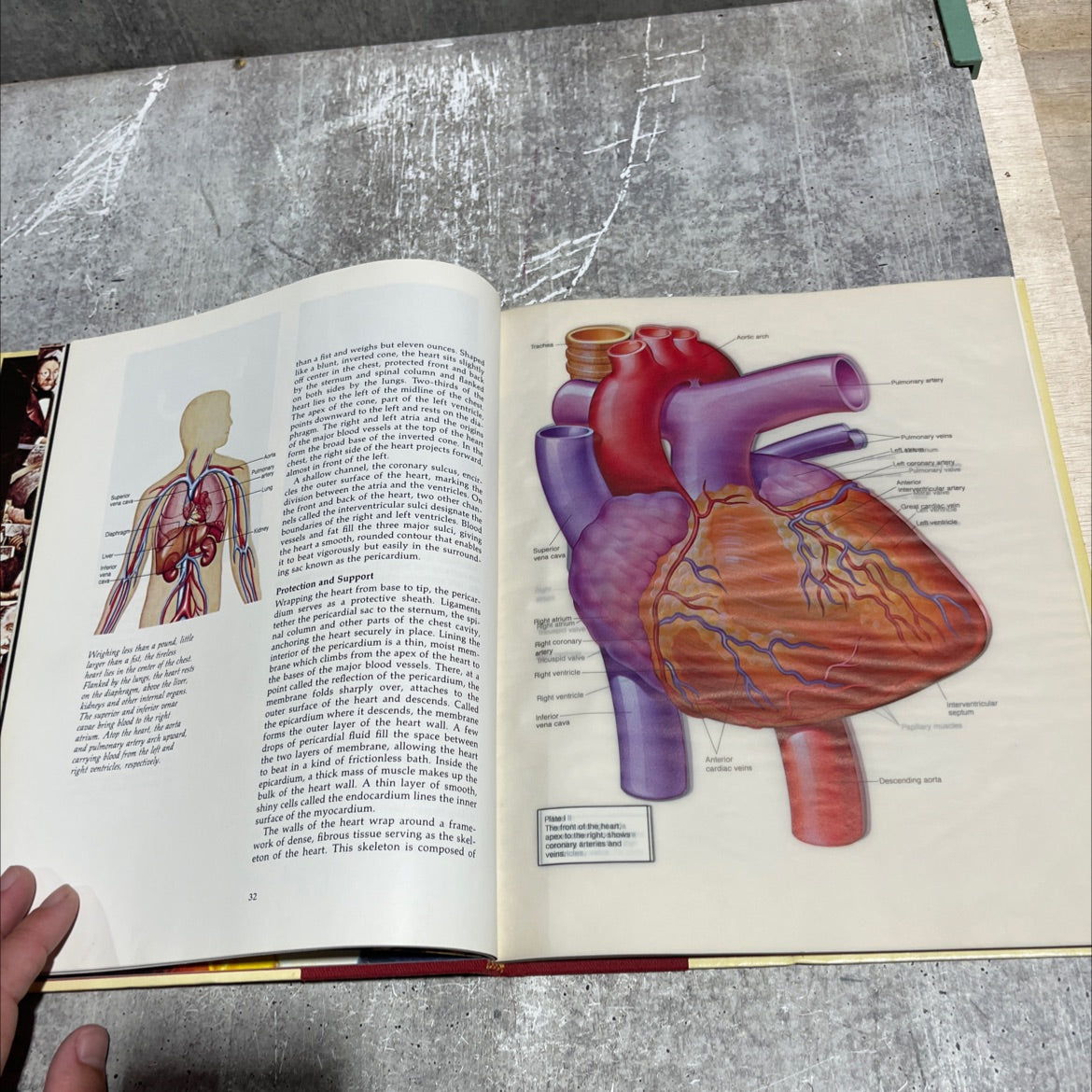 the heart: the living pump book, by goode p. davis, jr., 1984 Hardcover image 4