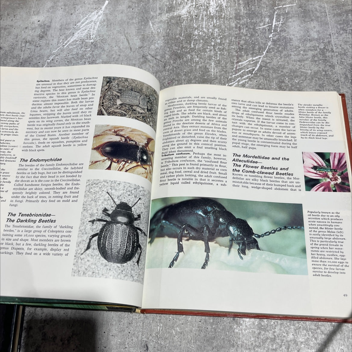 the illustrated animal encyclopedia of the danbury press kingdom book, by percy knauth, 1971 Hardcover image 4