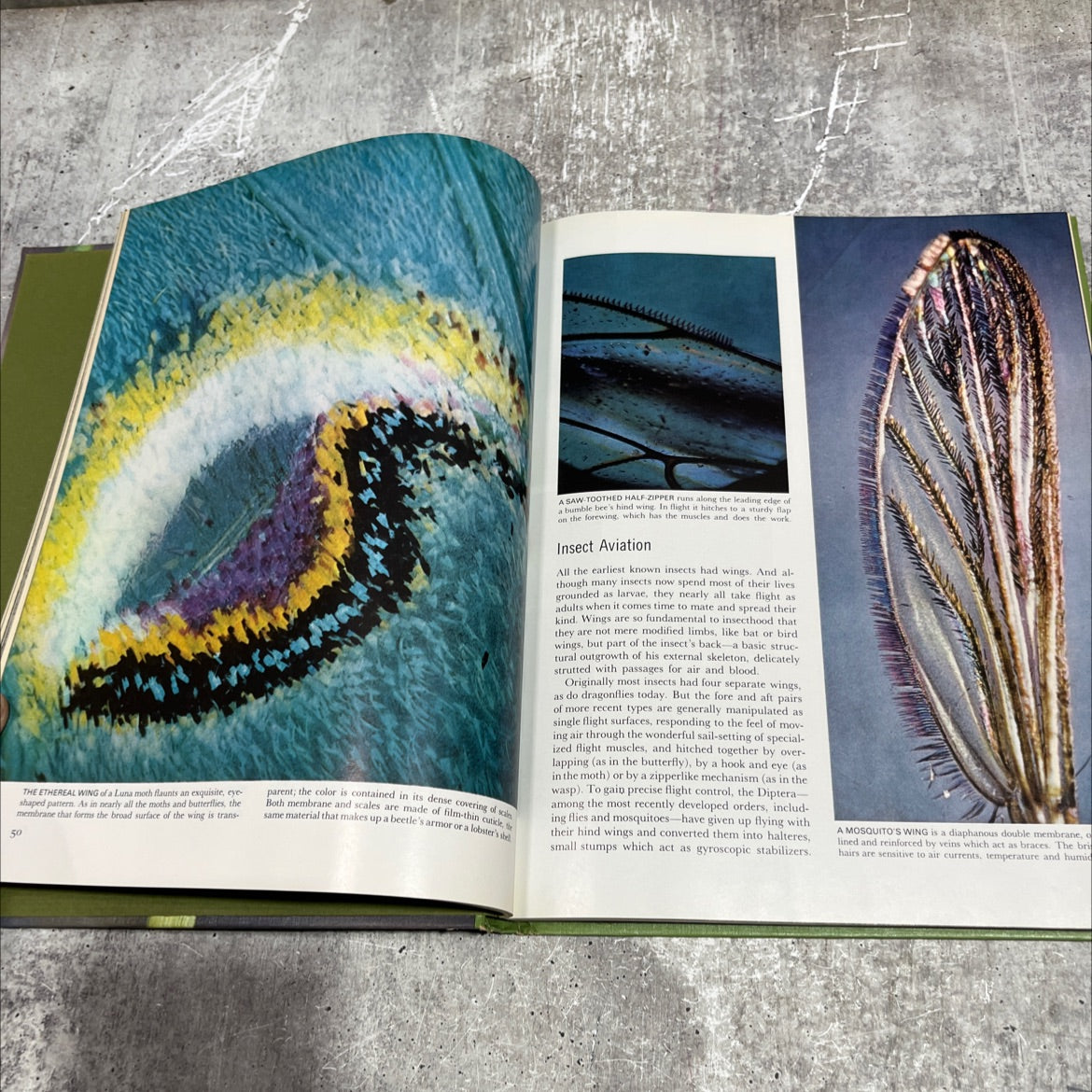 the insects book, by Peter Farb, 1962 Hardcover image 4