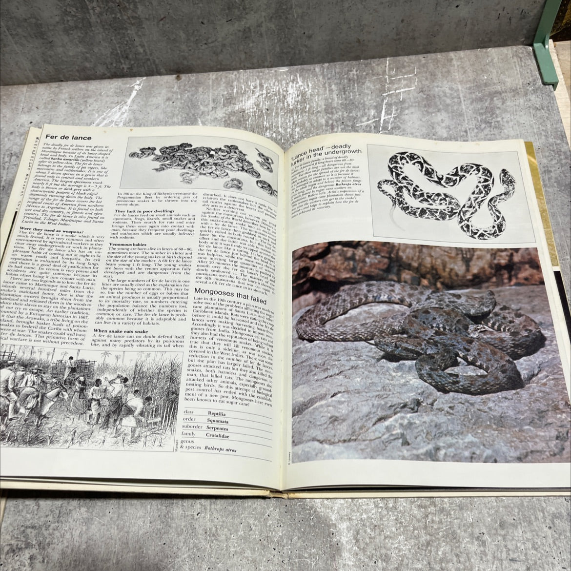 the international wildlife encyclopedia book, by dr. maurice burton, robert burton, 1969 Hardcover image 4