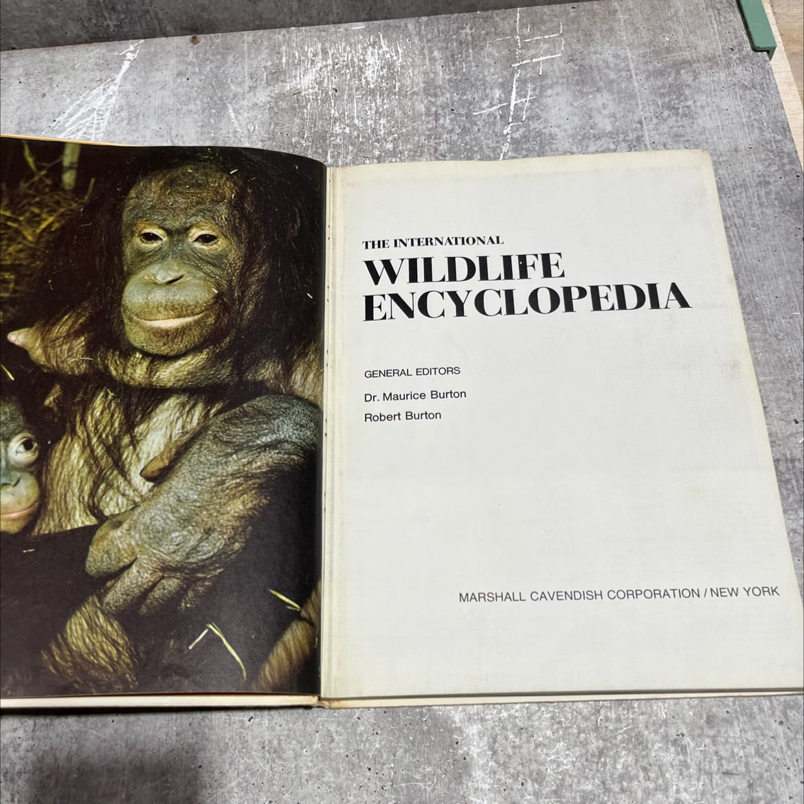 the international wildlife encyclopedia book, by dr. maurice burton, robert burton, 1969 Hardcover image 2