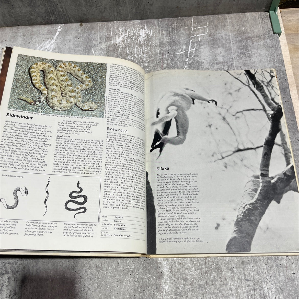 the international wildlife encyclopedia book, by dr. maurice burton, robert burton, 1970 Hardcover image 4