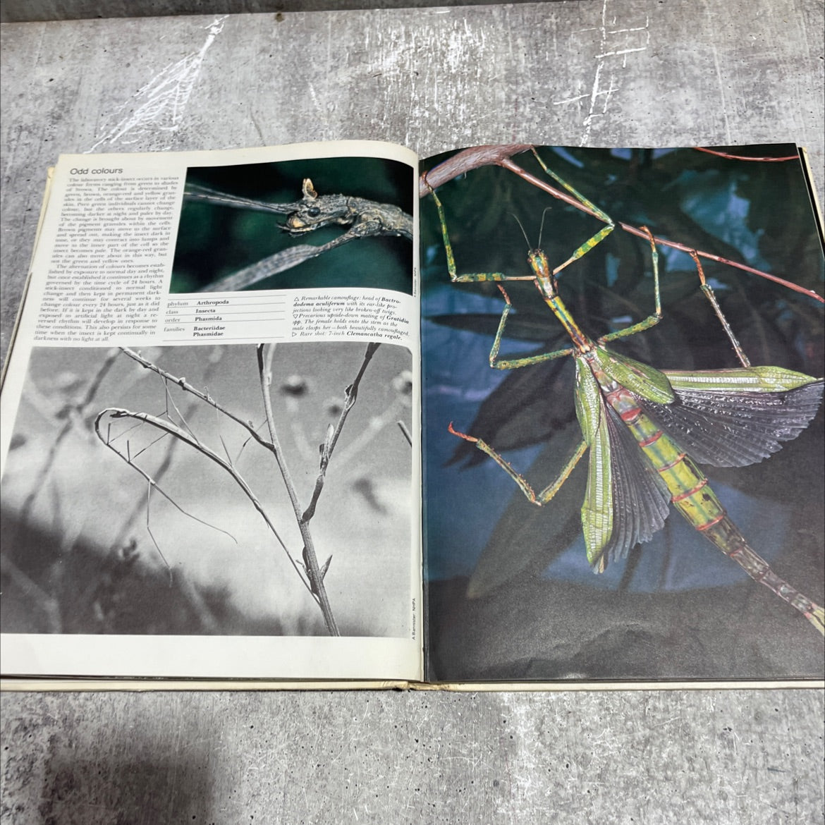 the international wildlife encyclopedia book, by dr. maurice burton, robert burton, 1970 Hardcover image 4