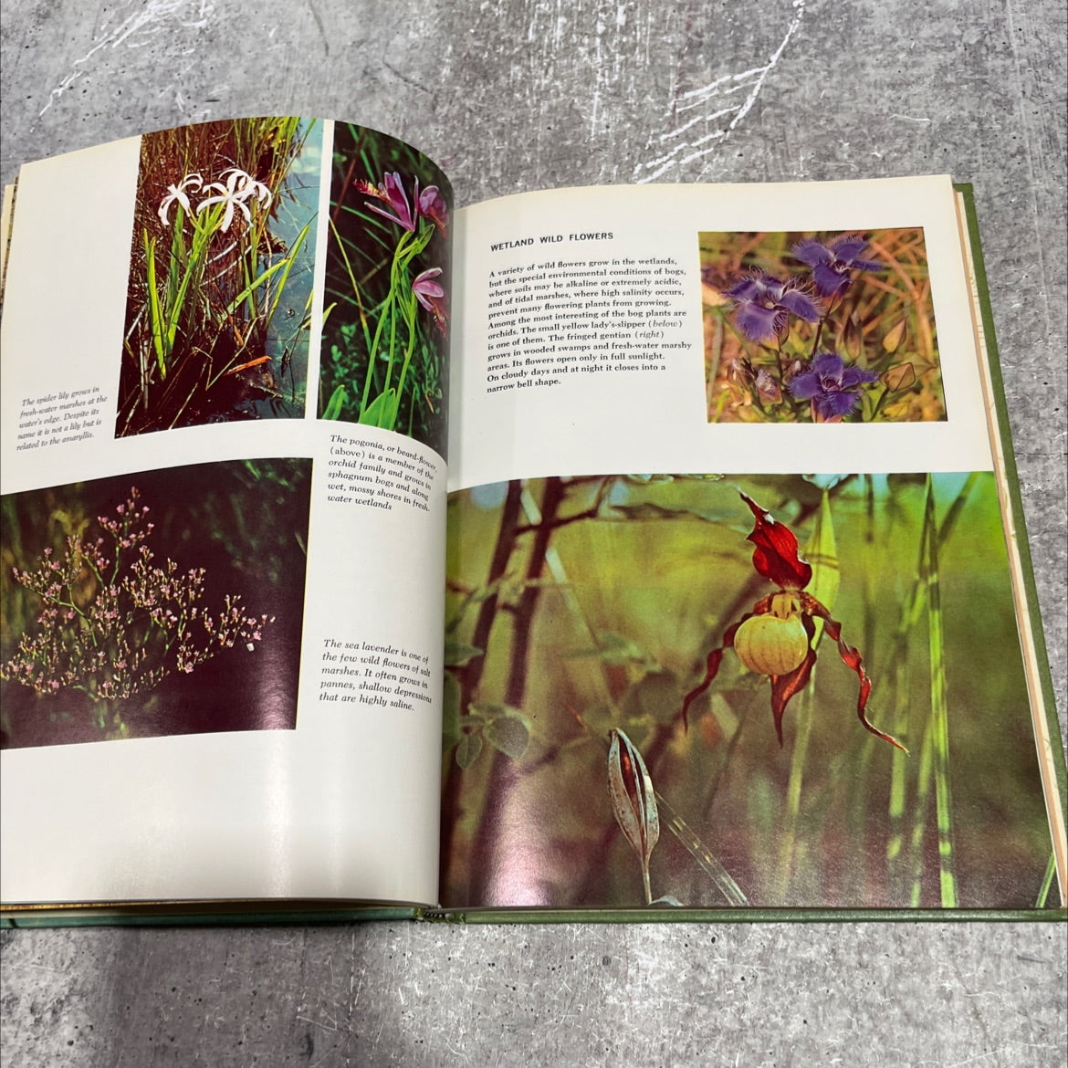 the life of the marsh book, by william a. niering, 1966 Hardcover image 4