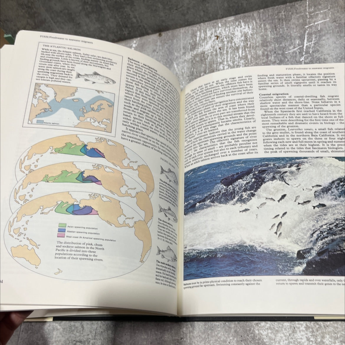the mystery of migration book, by dr robin baker, 1981 Hardcover image 4