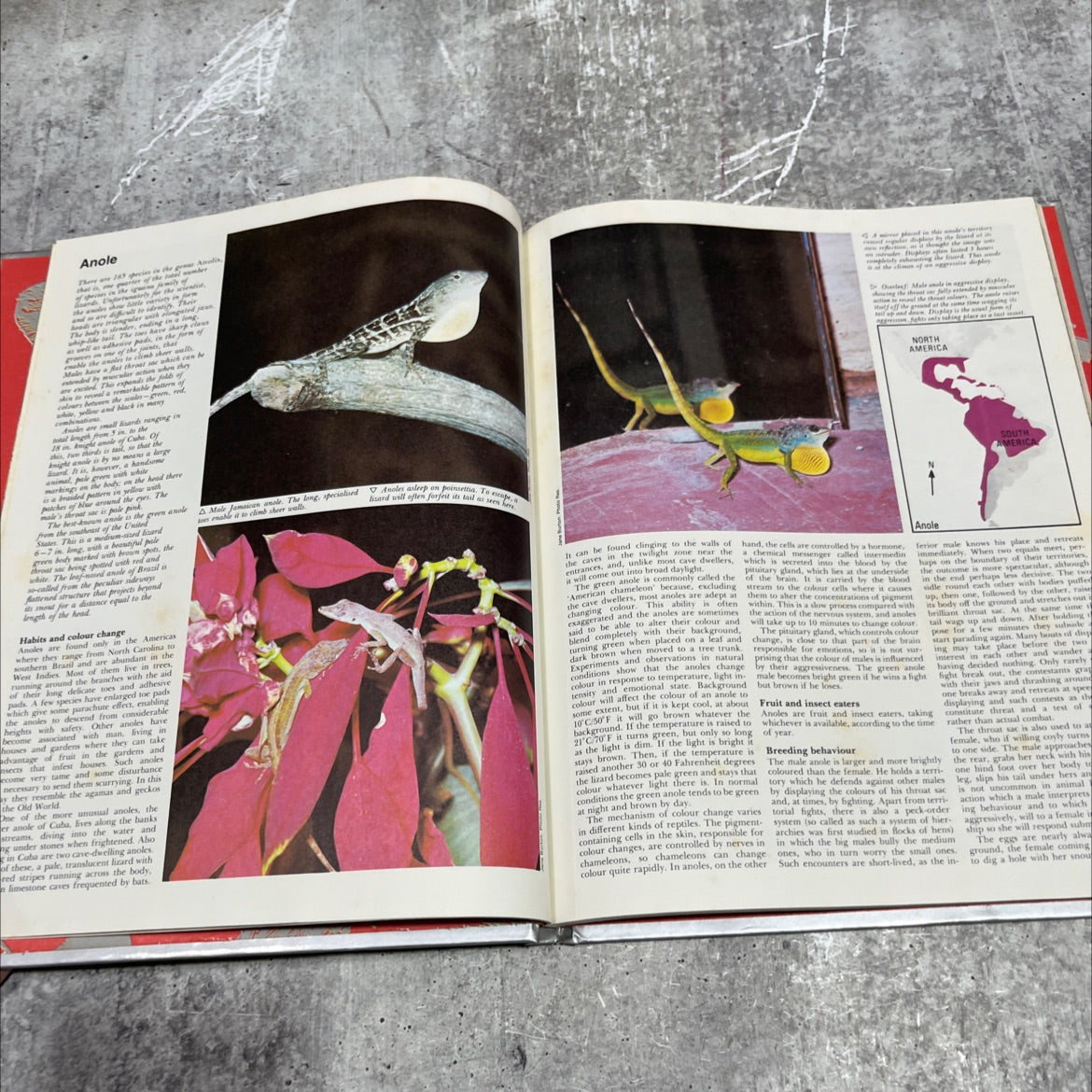 the new funk & wagnalls illustrated wildlife encyclopedia volume ana-atl book, by Dr. Maurice Burton, Robert Burton, image 4