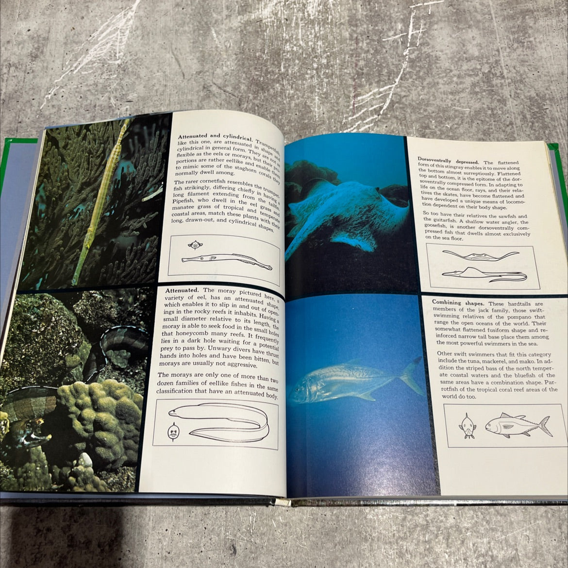 the ocean world of jacques cousteau volume 5 the art of motion book, by Jacques Yves Cousteau, 1975 Hardcover image 4