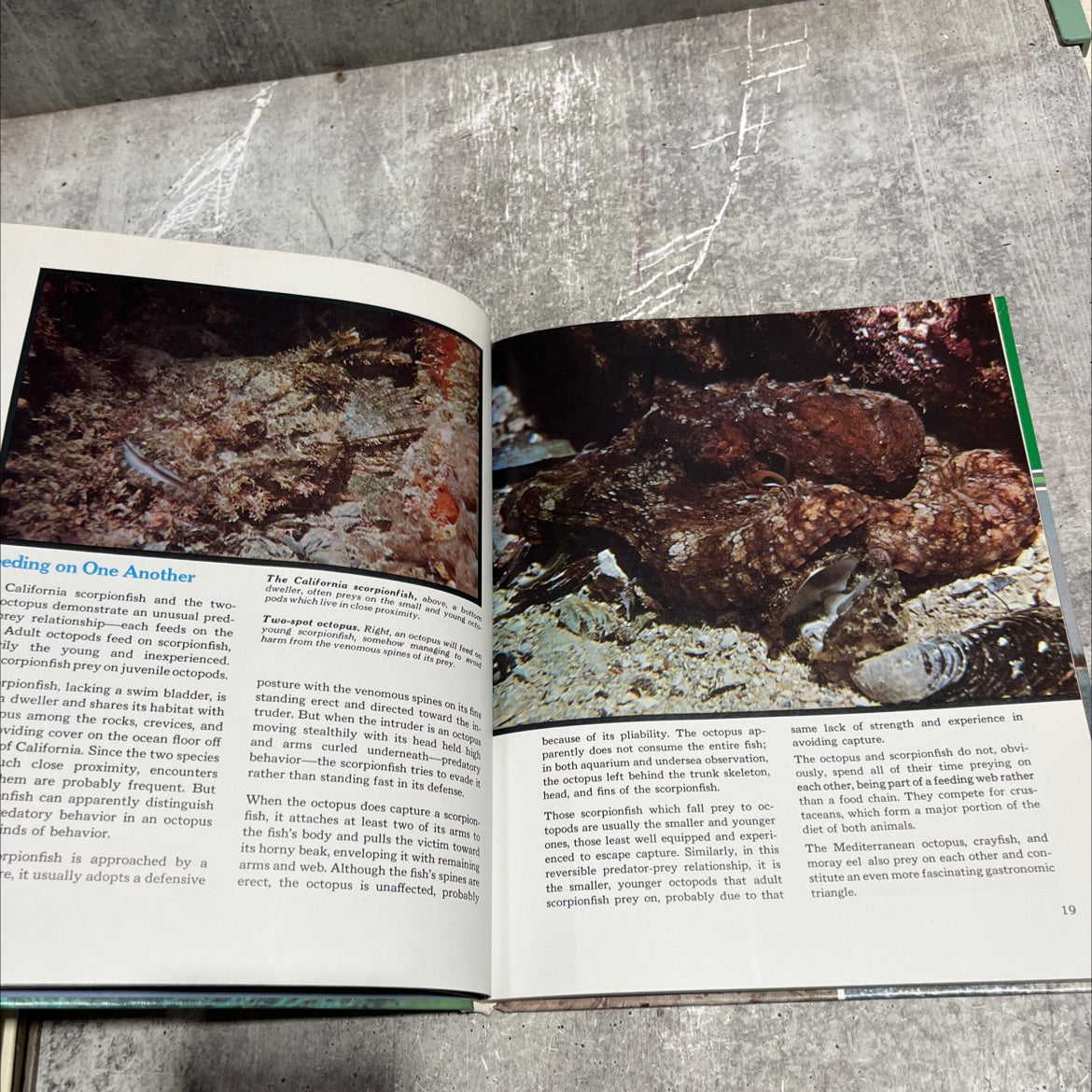 the ocean world of jacques cousteau volume 8 instinct and intelligence book, by jacques-yves cousteau, 1975 Hardcover image 4