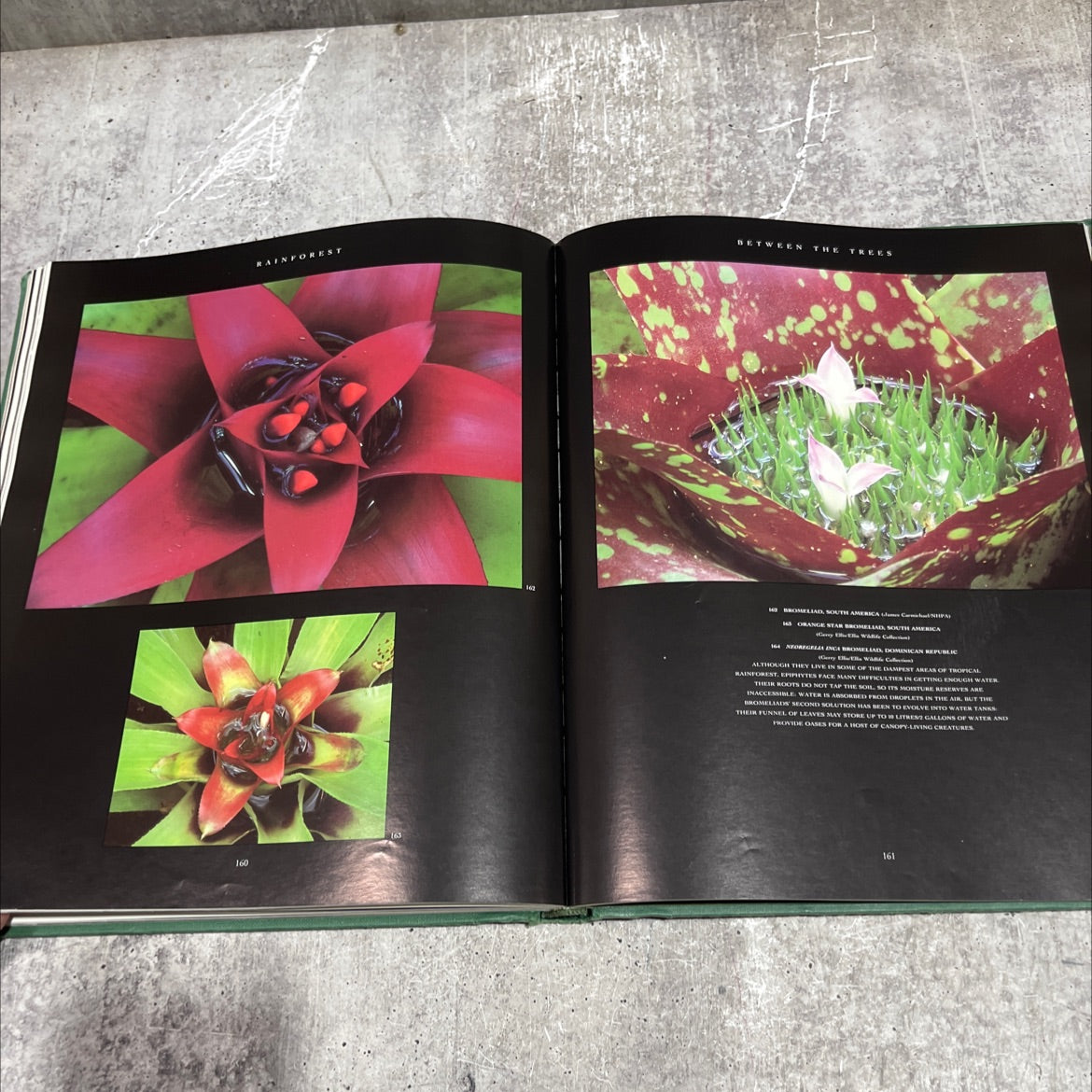 the rainforests a celebration book, by living earth foundation, 1992 Hardcover image 4