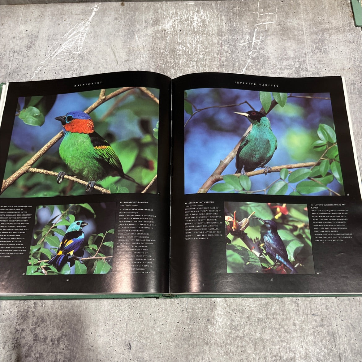 the rainforests a celebration book, by living earth foundation, 1992 Hardcover image 3