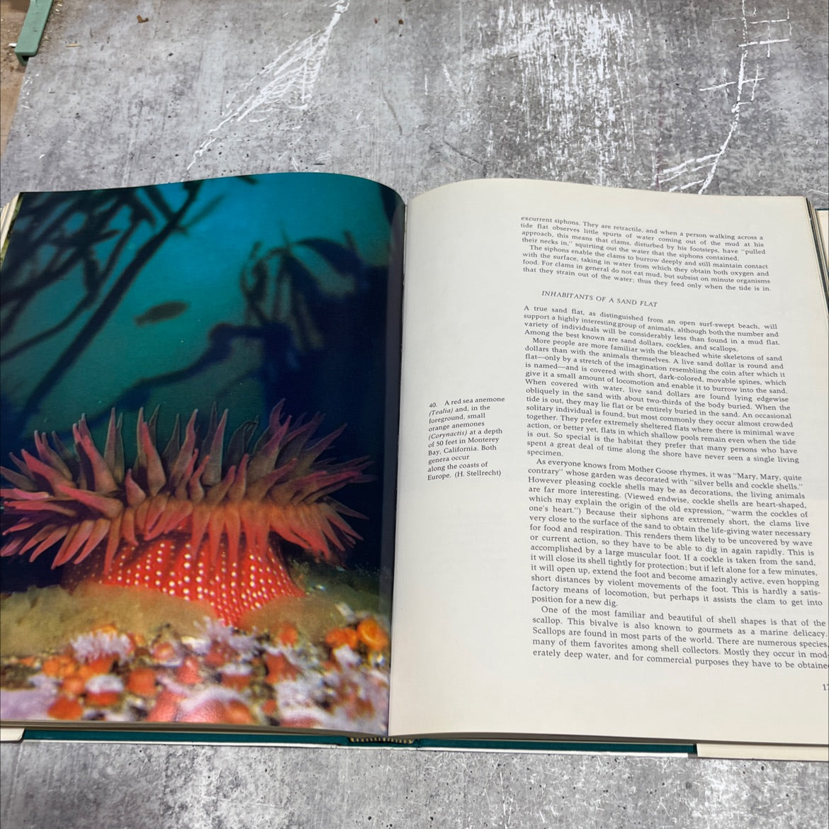 the sea book, by Robert C. Miller, 1966 Hardcover image 4