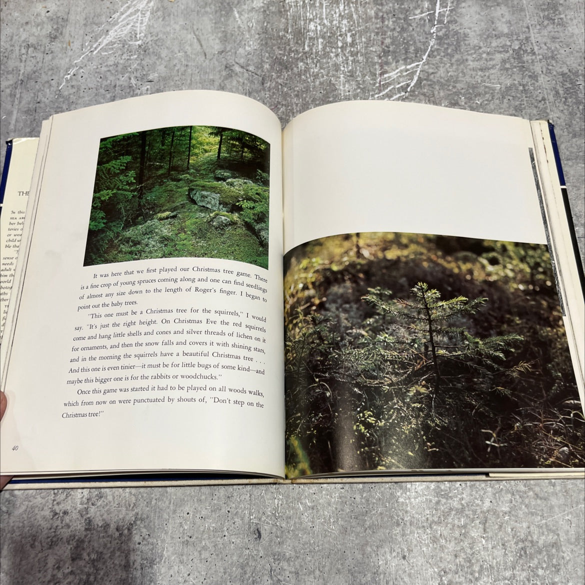 the sense of wonder book, by Rachel L. Carson, 1965 Hardcover image 4