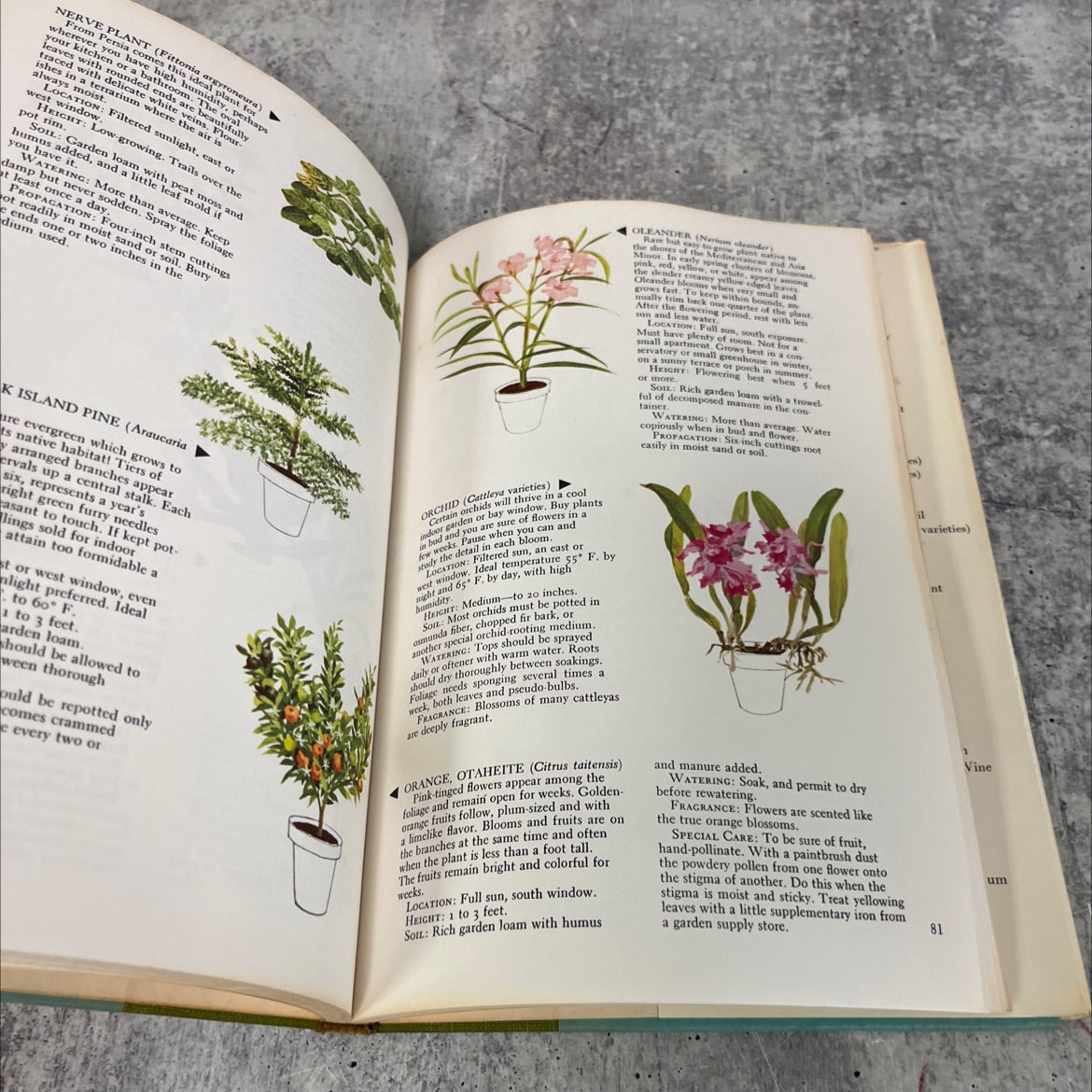 the woman's day book of house plants book, by jean hersey, 1965 Hardcover image 4