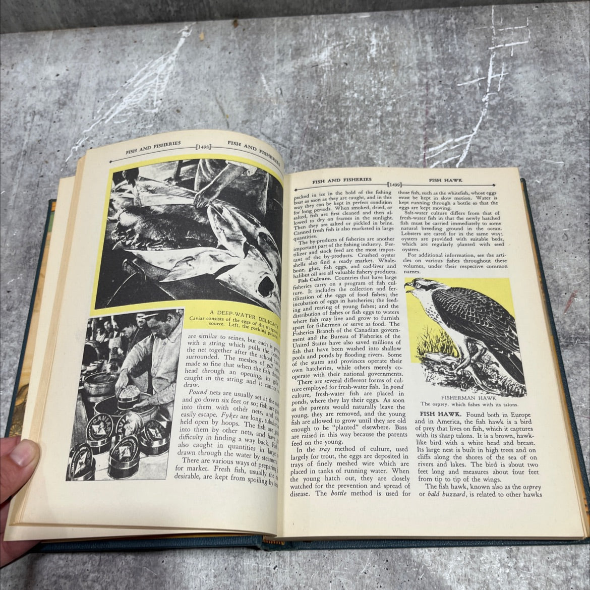 the wonderland of knowledge book, by gordon j. laing, harry orrin gillet, roderick m. grant, bertha maude white, eunice image 4