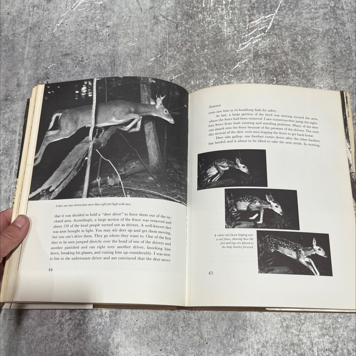 the world of the white-tailed deer book, by leonard lee rue iii, 1962 Hardcover image 4