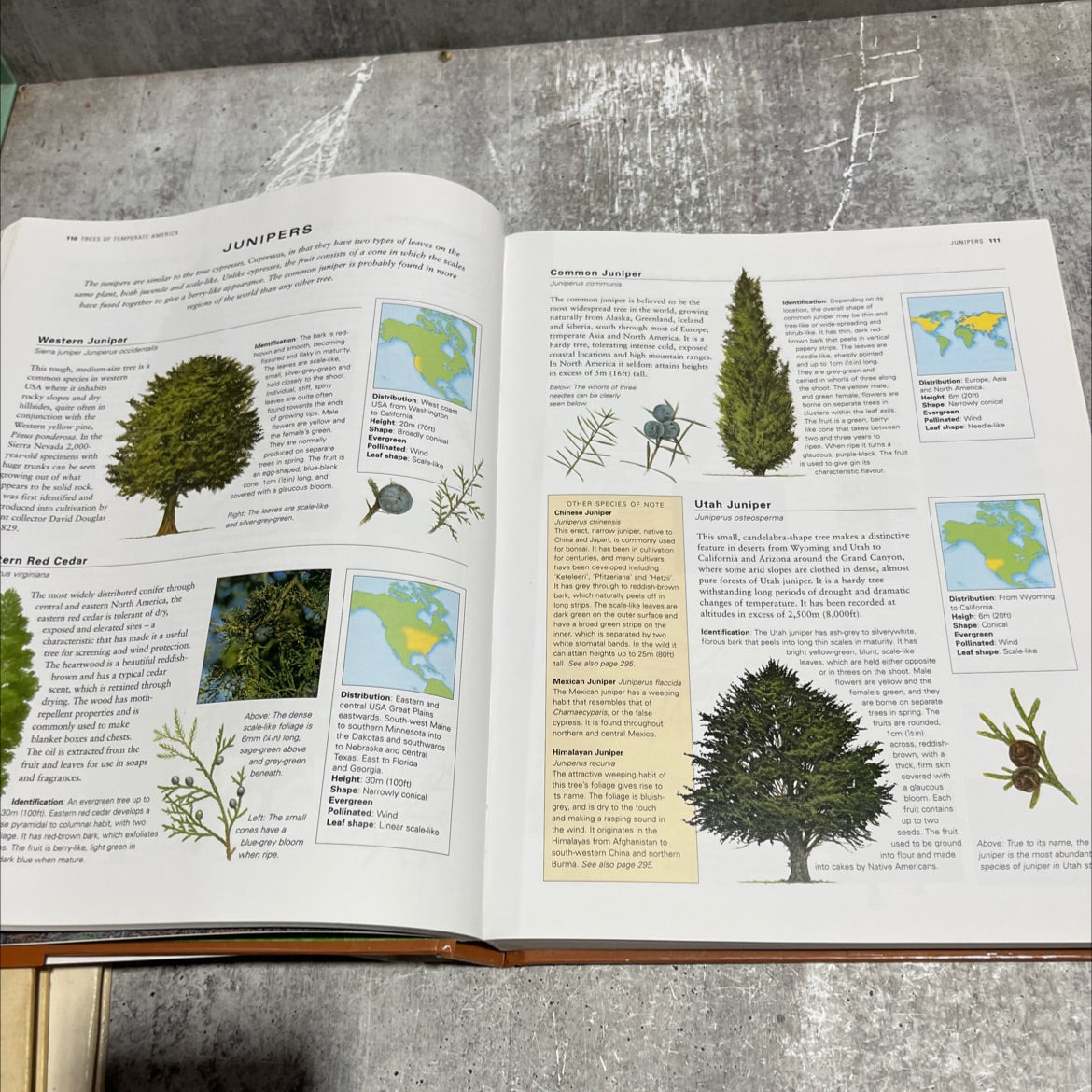 trees of the world an illustrated encyclopedia and identifier book, by tony russell, catherine cutler, martin walters, image 3