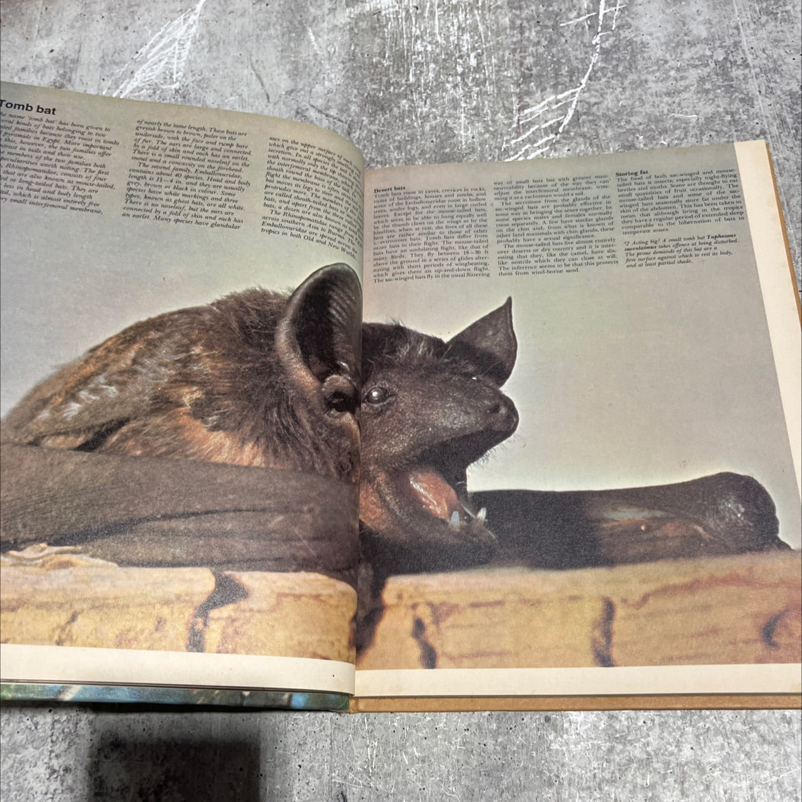 uakari book, by dr. maurice burton and robert burton, 1974 Hardcover image 4