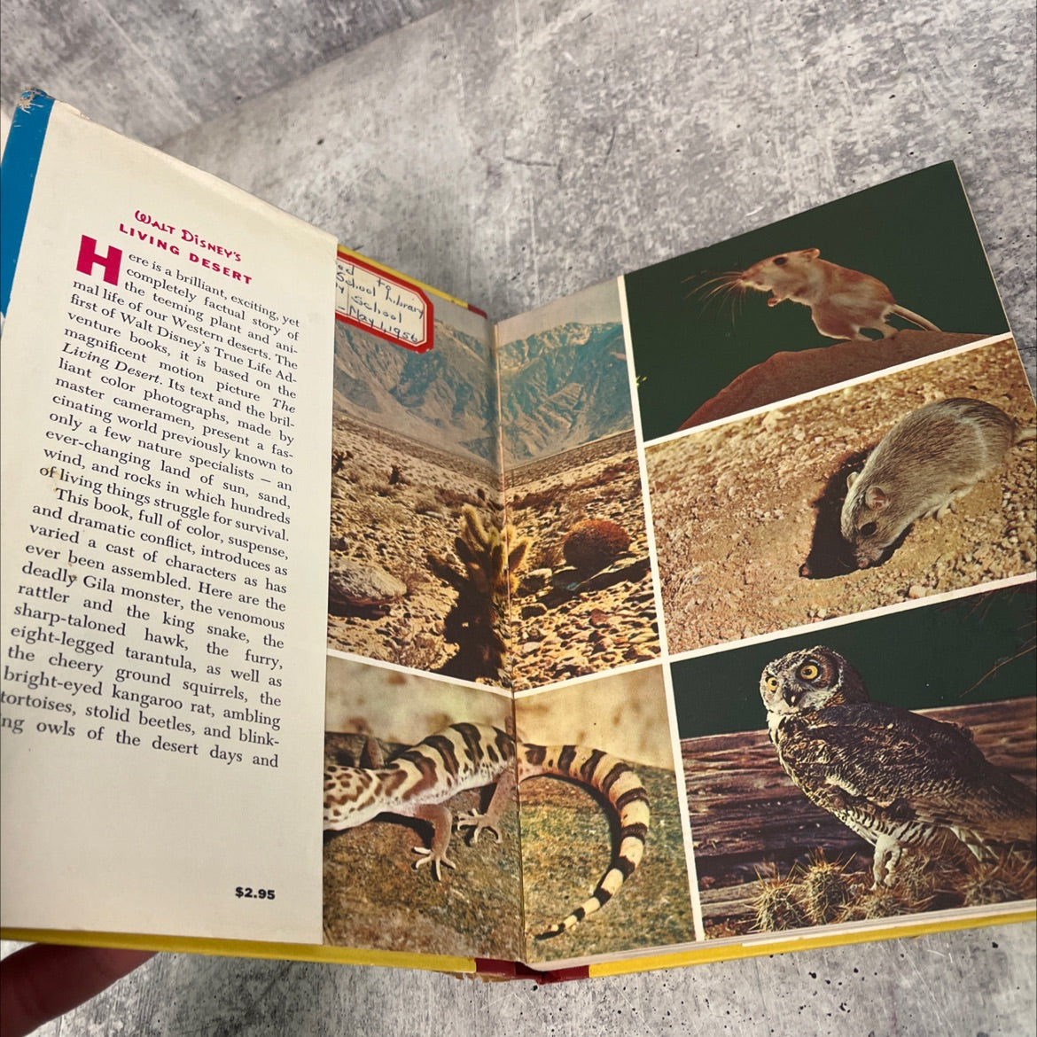 walt disney's living desert a true-life adventure book, by jane werner and the staff of the walt disney studio, 1954 image 4