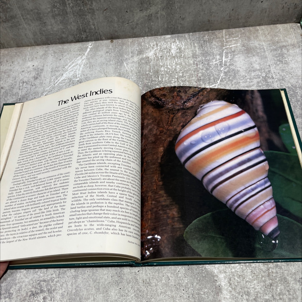 wild, wild world of animals island life book, by unknown, 1978 Hardcover image 4